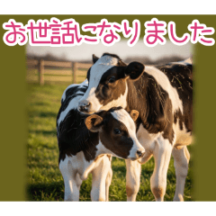 PAKAMOGOLY_20260324001538