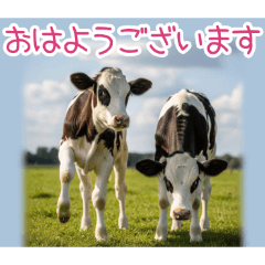 PAKAMOGOLY_20260324001652