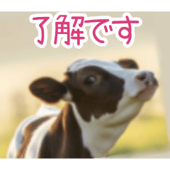 PAKAMOGOLY_20260324002054