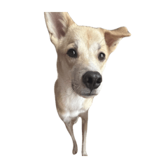 Niina_20260324014141