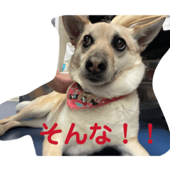 CHIBITA_20260323221908