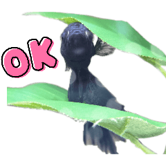 aruji_20260323221903