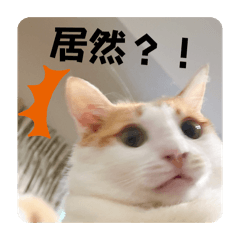 橘白喵小淘（實用小情緒）