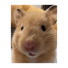 Usagi_20260323223847