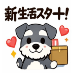 Everyday Schnauzer (New Life Edition)