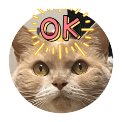 masa ym_20260323230852