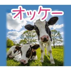 PAKAMOGOLY_20260323230727