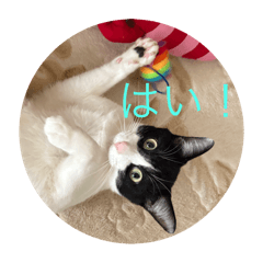 Hachi_20260323144009