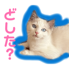 Tummy_20260323143609