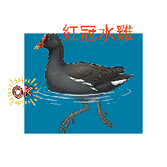 小鳥2動態貼圖