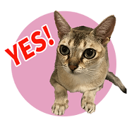 Sakura sister's Sticker