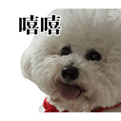 咕咪是隻小比熊