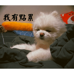 博美 劉小妮貼圖