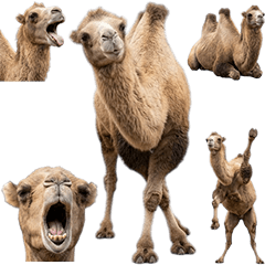 BIG! 駱駝真人表演