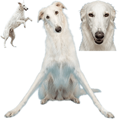 BIG! 獵狼犬真人表演