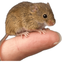 BIG! 茅野洲真人版