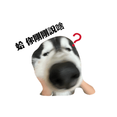 小狗群裡混入一隻海洋生物