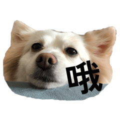 狐狸犬白貴妃日常第二彈