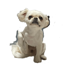 marizoo_20260324005132