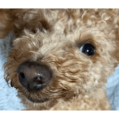 curry_20260321145233