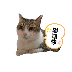 陳美欣小貓咪