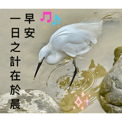 白鷺鷥自由自在形態