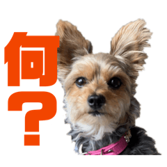 GUSSY_20260324030947