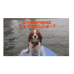 SmileSuplier by Dogs