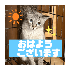 yoshino_20260324090518