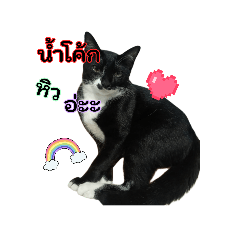 namphueng a yong_20260323183533