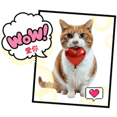 抹茶（限量版）