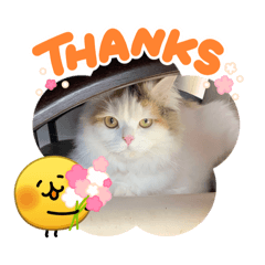 yui.f_20260324125940