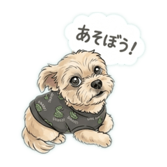 sorase_20260323204041