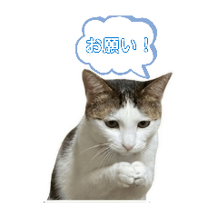 MaRRoN_20260323211805