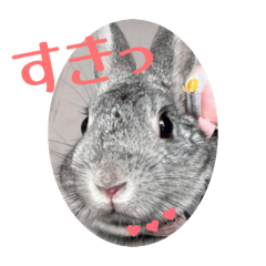 hachi_20260324144300