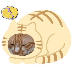 我是隻胖橘貓，我叫布丁，請餵我