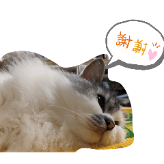 阿妹、弟弟
