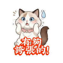 Mini布偶貓的日常