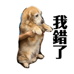 黃金獵犬-萌萌日常