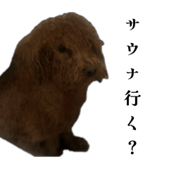 POTATO_20260324155314