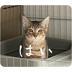 bakutani_20260324160125