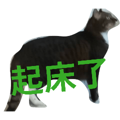 平時的貓咪用語