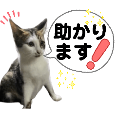 pipoyama_20260321223758