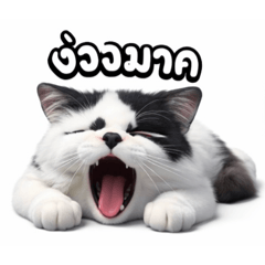 Donla_20260323192410