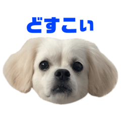 mochamaru_20260321202843