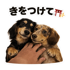 TsuyoKare_20260324150647