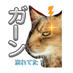 Toshiaki igarashi_20260324160758