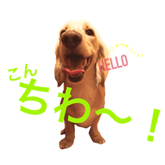 Everyday Dachshund Bro.