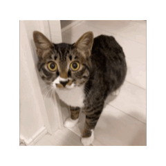 chaso_20260324234257