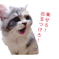 moka_cat_20260324103823